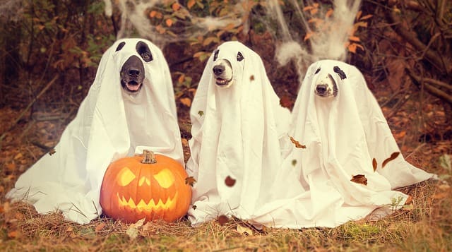 Beleuchteter Kürbis mit Halloween Hunden